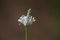 Flower of a hoary plantain