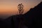 A flower holding hand in dark in mountains