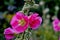 Flower of the Hollyhock - Alcea rosea - in the summer, Bavaria, Germany