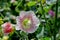 Flower of the Hollyhock - Alcea rosea - in the summer, Bavaria, Germany