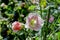 Flower of the Hollyhock - Alcea rosea - in the summer, Bavaria, Germany