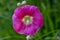 Flower of the Hollyhock - Alcea rosea - in the summer, Bavaria, Germany