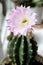 Flower of Home Cactus
