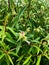 Flower of Honey Leaves, Barleria Cristata