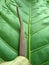 Flower with honeydew on green leaf of Anthurium Plowmanii, Wave of Love