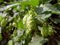 Flower of Hops ready to be harvested