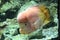 Flower horn cichlid on to aquarium