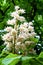 Flower horse-chestnut