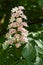 Flower of a horse chestnut tree