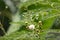 Flower of Horse tamarind tree