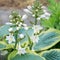 Flower Hosta