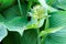 Flower of hosta. Blooming hosta. Gardening.Green leaves of hosta