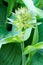 Flower of hosta. Blooming hosta. Gardening.Green leaves of hosta. Vertical orientation