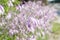 Flower hosta growing in the summer garden. Selective focus.