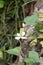 Flower of Houttuynia cordata