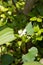 Flower of Houttuynia cordata and a bee