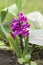 Flower Hyacinth