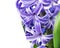 Flower hyacinth violet color close-up