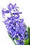 Flower hyacinth violet color close-up