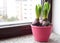 Flower hyacinths in one pink pot on the windowsill in the apartment. International women`s day gift. Bulbs of flowers. First