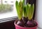 Flower hyacinths in one pink pot on the windowsill in the apartment. International women`s day gift. Bulbs of flowers. First