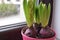 Flower hyacinths in one pink pot on the windowsill in the apartment. International women's day gift. Bulbs of flowers. First