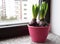 Flower hyacinths in one pink pot on the windowsill in the apartment. International women's day gift. Bulbs of flowers. First