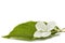 Flower of hydrangea closeup, lat. Hydrangea paniculata, isolated