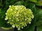 flower hydrangea macrophylla, hydrangea arborescens L