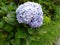 Flower hydrangea macrophylla, hydrangea arborescens L