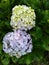 Flower hydrangea macrophylla, hydrangea arborescens L