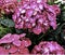 Flower, Hydrangea serrata, smaller bush size, Pink