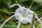 Flower (Hymenocallis littoralis,beach spider lily)