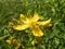 Flower Hypericum perforatum
