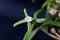 Flower of the iceplant Delosperma bosseranum