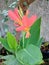 Flower of Indian cane, orange tree, blooming in garden (Canna indica L.),