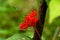 Flower of Indian snakeroot or devil pepper or Rauvolfia serpentina