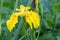 Flower inflorescence of yellow unpretentious perennial iris close-up.