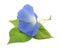 Flower ipomoea blue