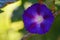 Flower of Ipomoea close up