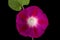Flower of ipomoea, Japanese morning glory, convolvulus, isolated on black background
