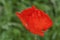 Flower of an Iranian poppy, Papaver bracteatum