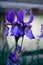 Flower iris purple