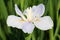 The flower of Iris tectorum