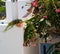 flower in the isle of greece antorini europe old house and whi