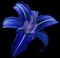 Flower isolated bright blue lily on black background no shadows. Closeup.