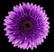 Flower isolated gerbera pink-purple on the black background. Closeup. For design
