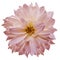 Flower isolated. light pink dahlia on a white background. Flower for design. Closeup.