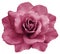 Flower isolated pink rose on a white background. Closeup. Element of design.