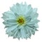 Flower isolated. turquoise dahlia on a white background. Flower for design. Closeup.